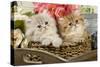 Golden Shaded and Blue Shaded Persian Kittens-null-Stretched Canvas