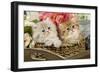 Golden Shaded and Blue Shaded Persian Kittens-null-Framed Photographic Print