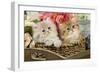 Golden Shaded and Blue Shaded Persian Kittens-null-Framed Photographic Print