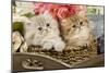 Golden Shaded and Blue Shaded Persian Kittens-null-Mounted Photographic Print