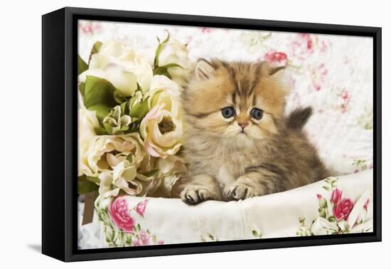 Golden Shaded Persian Kitten in Basket-null-Framed Stretched Canvas