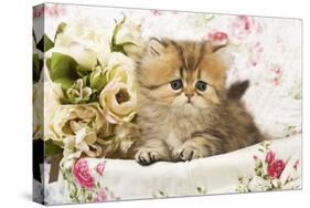Golden Shaded Persian Kitten in Basket-null-Stretched Canvas