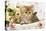 Golden Shaded Persian Kitten in Basket-null-Stretched Canvas