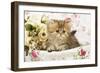 Golden Shaded Persian Kitten in Basket-null-Framed Photographic Print