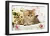 Golden Shaded Persian Kitten in Basket-null-Framed Photographic Print