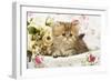 Golden Shaded Persian Kitten in Basket-null-Framed Photographic Print