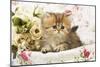 Golden Shaded Persian Kitten in Basket-null-Mounted Photographic Print