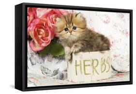 Golden Shaded Persian Kitten in Pot-null-Framed Stretched Canvas