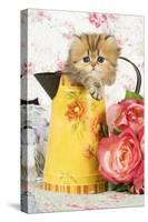Golden Shaded Persian Kitten in Water Jug-null-Stretched Canvas