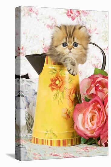 Golden Shaded Persian Kitten in Water Jug-null-Stretched Canvas