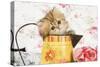 Golden Shaded Persian Kitten in Water Jug-null-Stretched Canvas