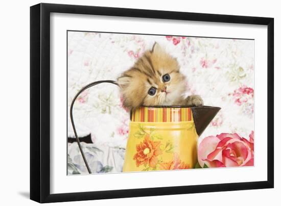 Golden Shaded Persian Kitten in Water Jug-null-Framed Photographic Print