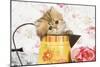 Golden Shaded Persian Kitten in Water Jug-null-Mounted Photographic Print