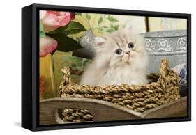 Golden Shaded Persian Kitten-null-Framed Stretched Canvas