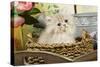 Golden Shaded Persian Kitten-null-Stretched Canvas