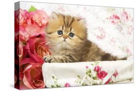 Golden Shaded Persian Kitten-null-Stretched Canvas