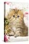 Golden Shaded Persian Kitten-null-Stretched Canvas