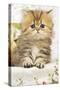 Golden Shaded Persian Kitten-null-Stretched Canvas