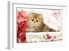 Golden Shaded Persian Kitten-null-Framed Photographic Print