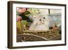 Golden Shaded Persian Kitten-null-Framed Photographic Print