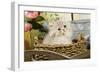 Golden Shaded Persian Kitten-null-Framed Photographic Print