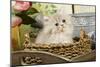 Golden Shaded Persian Kitten-null-Mounted Photographic Print