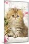 Golden Shaded Persian Kitten-null-Mounted Photographic Print