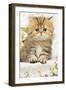 Golden Shaded Persian Kitten-null-Framed Photographic Print