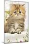 Golden Shaded Persian Kitten-null-Mounted Photographic Print