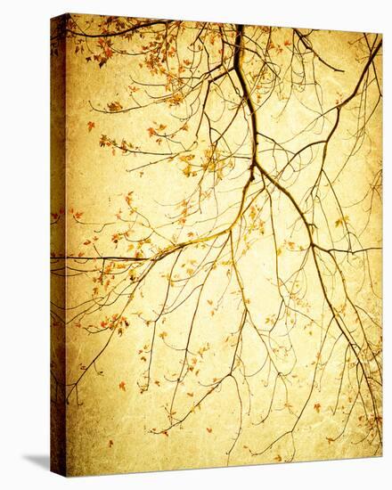 Golden Shimmer-Irene Suchocki-Stretched Canvas