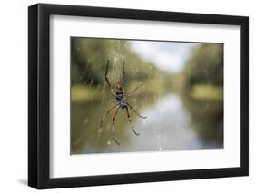 Golden Silk Orb Weaver Spider (Nephila) on its Web, Perinet Reserve-Matthew Williams-Ellis-Framed Photographic Print