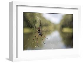 Golden Silk Orb Weaver Spider (Nephila) on its Web, Perinet Reserve-Matthew Williams-Ellis-Framed Photographic Print