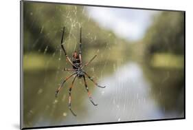 Golden Silk Orb Weaver Spider (Nephila) on its Web, Perinet Reserve-Matthew Williams-Ellis-Mounted Photographic Print