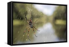 Golden Silk Orb Weaver Spider (Nephila) on its Web, Perinet Reserve-Matthew Williams-Ellis-Framed Stretched Canvas