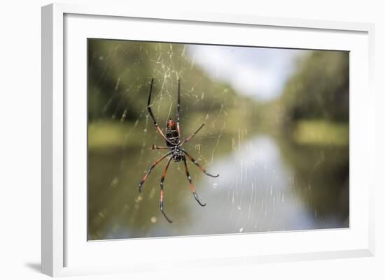 Golden Silk Orb Weaver Spider (Nephila) on its Web, Perinet Reserve-Matthew Williams-Ellis-Framed Photographic Print