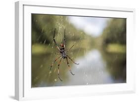 Golden Silk Orb Weaver Spider (Nephila) on its Web, Perinet Reserve-Matthew Williams-Ellis-Framed Photographic Print