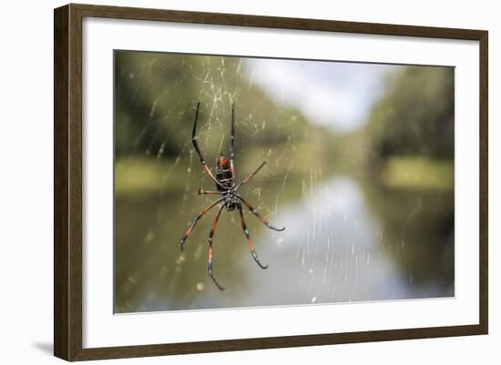 Golden Silk Orb Weaver Spider (Nephila) on its Web, Perinet Reserve-Matthew Williams-Ellis-Framed Photographic Print