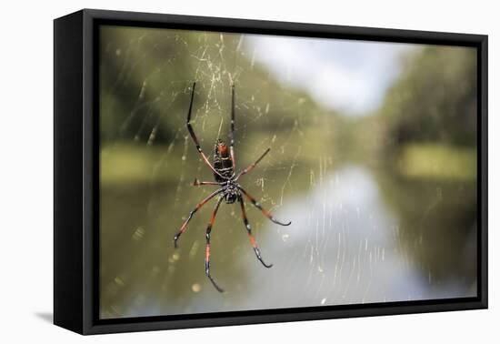 Golden Silk Orb Weaver Spider (Nephila) on its Web, Perinet Reserve-Matthew Williams-Ellis-Framed Stretched Canvas