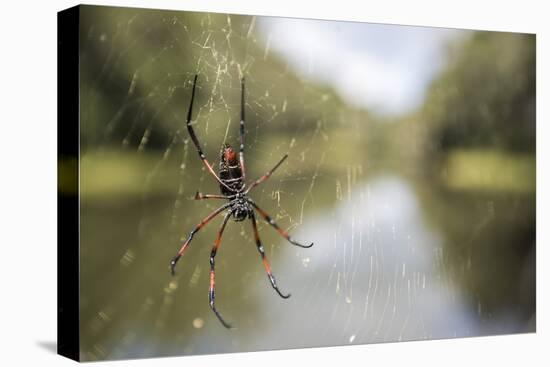 Golden Silk Orb Weaver Spider (Nephila) on its Web, Perinet Reserve-Matthew Williams-Ellis-Stretched Canvas