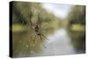 Golden Silk Orb Weaver Spider (Nephila) on its Web, Perinet Reserve-Matthew Williams-Ellis-Stretched Canvas