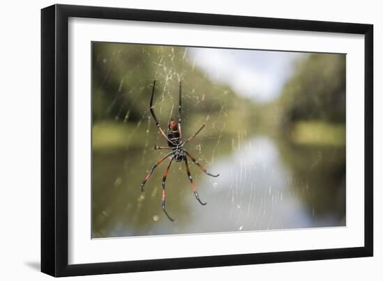 Golden Silk Orb Weaver Spider (Nephila) on its Web, Perinet Reserve-Matthew Williams-Ellis-Framed Photographic Print