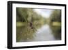 Golden Silk Orb Weaver Spider (Nephila) on its Web, Perinet Reserve-Matthew Williams-Ellis-Framed Photographic Print