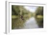 Golden Silk Orb Weaver Spider (Nephila) on its Web, Perinet Reserve-Matthew Williams-Ellis-Framed Photographic Print