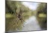 Golden Silk Orb Weaver Spider (Nephila) on its Web, Perinet Reserve-Matthew Williams-Ellis-Mounted Photographic Print