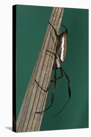 Golden Silk Spider, Yasuni NP, Amazon Rainforest, Ecuador-Pete Oxford-Stretched Canvas