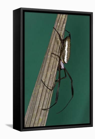 Golden Silk Spider, Yasuni NP, Amazon Rainforest, Ecuador-Pete Oxford-Framed Stretched Canvas