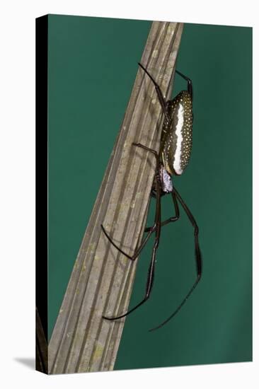 Golden Silk Spider, Yasuni NP, Amazon Rainforest, Ecuador-Pete Oxford-Stretched Canvas
