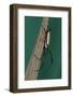 Golden Silk Spider, Yasuni NP, Amazon Rainforest, Ecuador-Pete Oxford-Framed Photographic Print