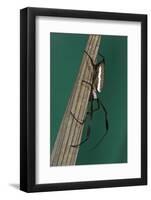 Golden Silk Spider, Yasuni NP, Amazon Rainforest, Ecuador-Pete Oxford-Framed Photographic Print