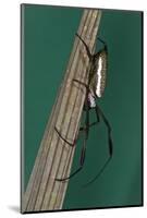 Golden Silk Spider, Yasuni NP, Amazon Rainforest, Ecuador-Pete Oxford-Mounted Photographic Print